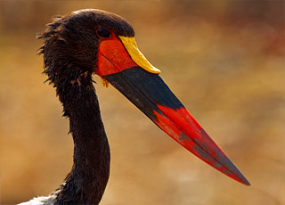 croisière Afrique : Namibie et Afrique du Sud 